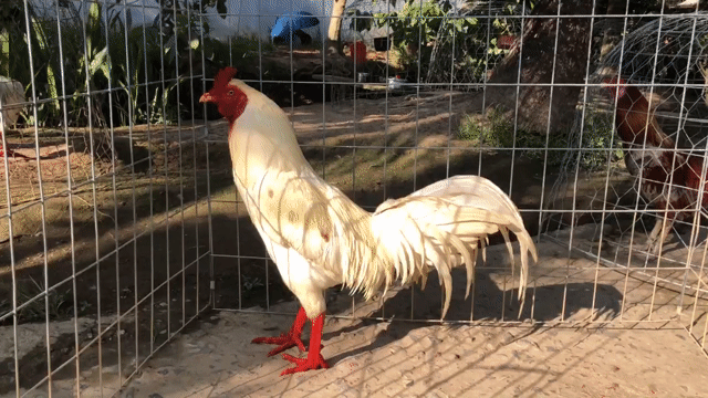 Gà chọi Trắng 2.7kg. Mua bán Gà tại Huyện Châu Thành Bến Tre được đăng bởi văn tài  hình 1