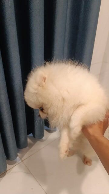 Chó Phốc Sóc đực 1 tuổi. Mua bán Chó tại Quận Ninh Kiều Cần Thơ được đăng bởi Sang Nguyễn hình 1