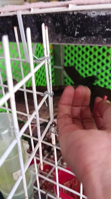 Chim cu non trống mái 2 tháng dạn người. Mua bán Chim tại Thị xã Tân Uyên Bình Dương được đăng bởi Lê Trường PC hình 1