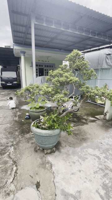 cây ổi bonsai. Mua bán Cây cảnh, đồ trang trí tại Thành phố Thủ Đức Tp Hồ Chí Minh được đăng bởi kiếm thêm hộp sữa hình 1