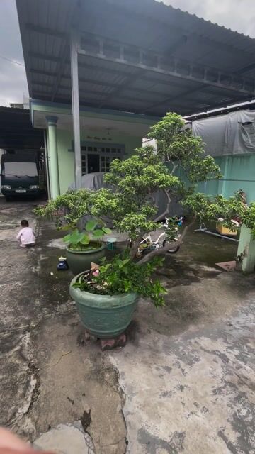 cây ổi bonsai. Mua bán Cây cảnh, đồ trang trí tại Thành phố Thủ Đức Tp Hồ Chí Minh được đăng bởi kiếm thêm hộp sữa hình 1
