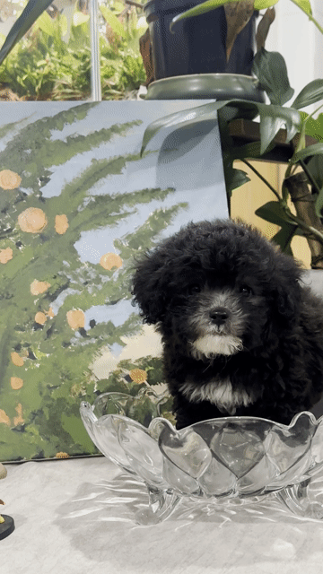 Chó Poodle nhà đẻ. Mua bán Chó tại Quận Bình Thạnh Tp Hồ Chí Minh được đăng bởi Manh Hung hình 1