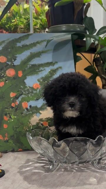Chó Poodle nhà đẻ. Mua bán Chó tại Quận Bình Thạnh Tp Hồ Chí Minh được đăng bởi Manh Hung hình 1