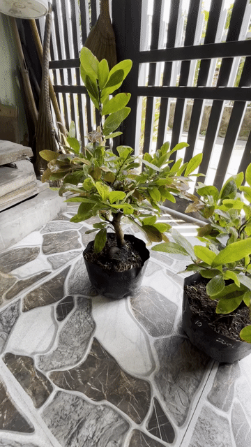 Mai vàng ghép Cúc, hồng thanh tú Bông chùm thơm. Mua bán Cây cảnh, đồ trang trí tại Thành phố Dĩ An Bình Dương được đăng bởi ku rồm hình 1