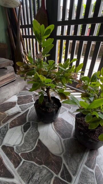 Mai vàng ghép Cúc, hồng thanh tú Bông chùm thơm. Mua bán Cây cảnh, đồ trang trí tại Thành phố Dĩ An Bình Dương được đăng bởi ku rồm hình 1