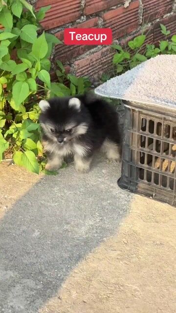 Chó Pomeranian Teacup. Mua bán Chó tại Huyện Bình Chánh Tp Hồ Chí Minh được đăng bởi Ken péthop hình 1