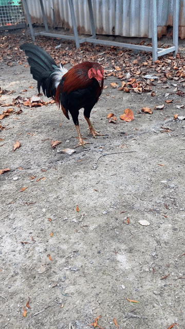 Mỹ hacth thả nọc. Mua bán Gà tại Huyện Hóc Môn Tp Hồ Chí Minh được đăng bởi Chivas hình 1