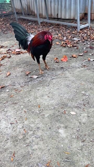 Mỹ hacth thả nọc. Mua bán Gà tại Huyện Hóc Môn Tp Hồ Chí Minh được đăng bởi Chivas hình 1