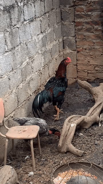 Gà con 11 con 3 ngày tuổi. Mua bán Gà tại Huyện Chương Mỹ Hà Nội được đăng bởi Sơn hình 1
