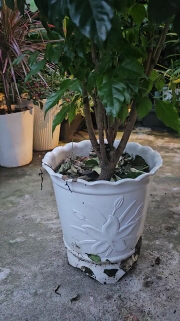 Cây cảnh Hạnh phúc xanh tươi. Mua bán Cây cảnh, đồ trang trí tại Quận Liên Chiểu Đà Nẵng được đăng bởi hong dao pham thi hình 1