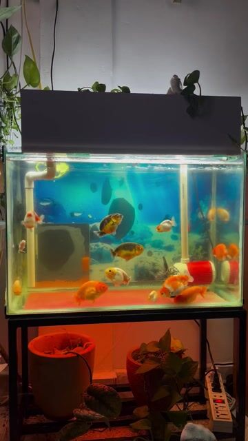 Cá cảnh Ranchu Nhiều màu. Mua bán Thú cưng khác tại Quận Bình Thạnh Tp Hồ Chí Minh được đăng bởi Lộc Tống hình 1