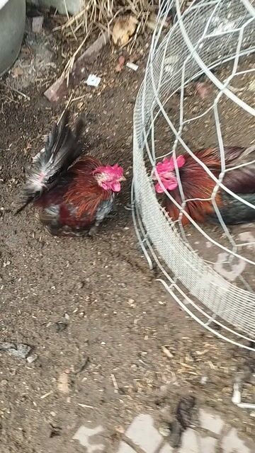 Gà Serama sinh sản Trống mái Nhiều màu. Mua bán Gà tại Quận Cái Răng Cần Thơ được đăng bởi Lê Xuân Phước  hình 1