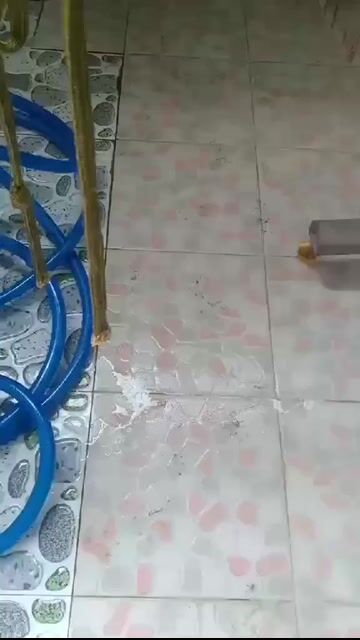 Chó Corgi đực 5 tháng. Mua bán Chó tại Thành phố Tây Ninh Tây Ninh được đăng bởi Loan hình 1