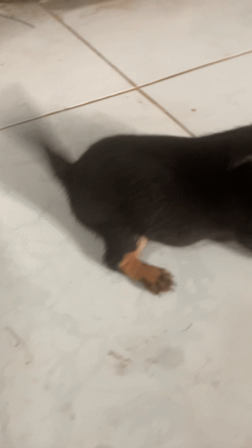 Chó Chihuahua Đen Blacktan Lưng đôi đã tiêm. Mua bán Chó tại Quận Ninh Kiều Cần Thơ được đăng bởi tài hình 1