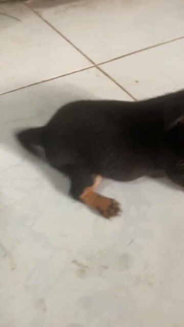 Chó Chihuahua Đen Blacktan Lưng đôi đã tiêm. Mua bán Chó tại Quận Ninh Kiều Cần Thơ được đăng bởi tài hình 1