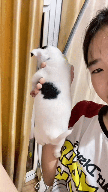 Chihuahua bò sữa. Mua bán Chó tại Huyện Đông Anh Hà Nội được đăng bởi Nguyen hung hình 1
