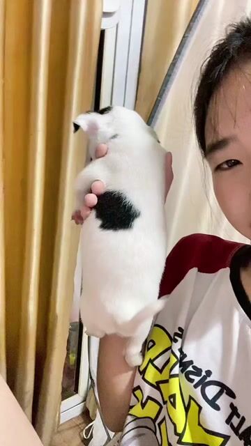 Chihuahua bò sữa. Mua bán Chó tại Huyện Đông Anh Hà Nội được đăng bởi Nguyen hung hình 1