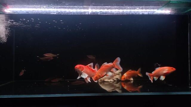 Cá cảnh Đỏ, Trắng. Mua bán Thú cưng khác tại Thành phố Bến Tre Bến Tre được đăng bởi Baba Yaga hình 1