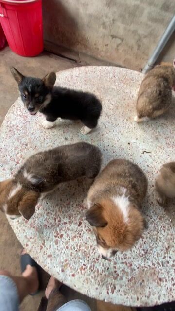 Chó Corgi con. Mua bán Chó tại Thành phố Buôn Ma Thuột Đắk Lắk được đăng bởi MÈO NHÀ SỮA hình 1