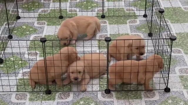 golden nhà nuôi thuần chủng 100%. Mua bán Chó tại Huyện Bình Chánh Tp Hồ Chí Minh được đăng bởi mini pet house sài gòn hình 1
