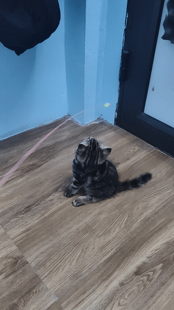 Mèo Tabby Anh lông ngắn Đen nâu. Mua bán Mèo tại Huyện Thường Tín Hà Nội được đăng bởi Quỳnh Nguyễn Mạnh hình 1