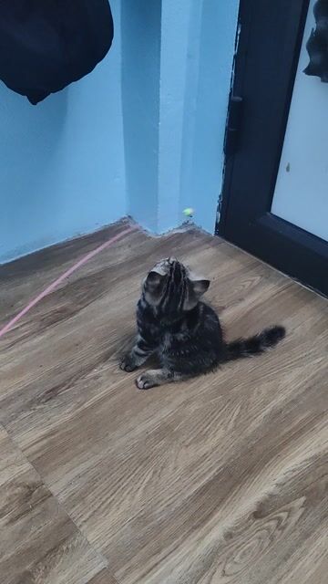 Mèo Tabby Anh lông ngắn Đen nâu. Mua bán Mèo tại Huyện Thường Tín Hà Nội được đăng bởi Quỳnh Nguyễn Mạnh hình 1