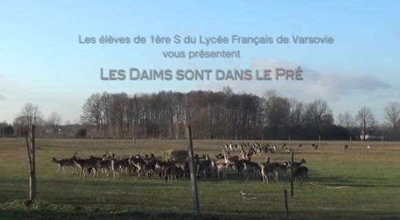 LES DAIMS SONT DANS LE PRE