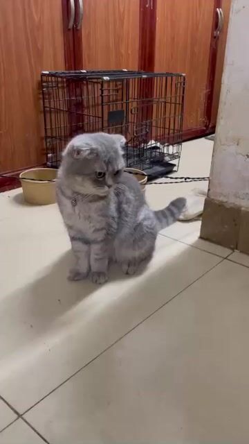 Mèo ALN tai cụp cái. Mua bán Mèo tại Quận Cầu Giấy Hà Nội được đăng bởi Hạnh hình 1