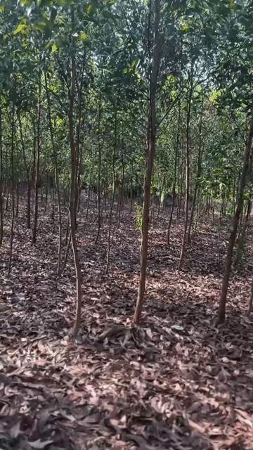 Mua bán Đất Huyện Xuân Lộc Đồng Nai diện tích 16000 m² giá 8 tỷ