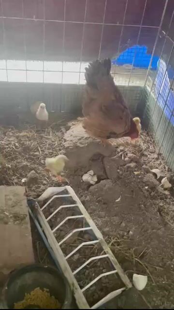 Gà Bắc tít mái vàng. Mua bán Gà tại Huyện Quốc Oai Hà Nội được đăng bởi Gà Tre Hà Nội hình 1