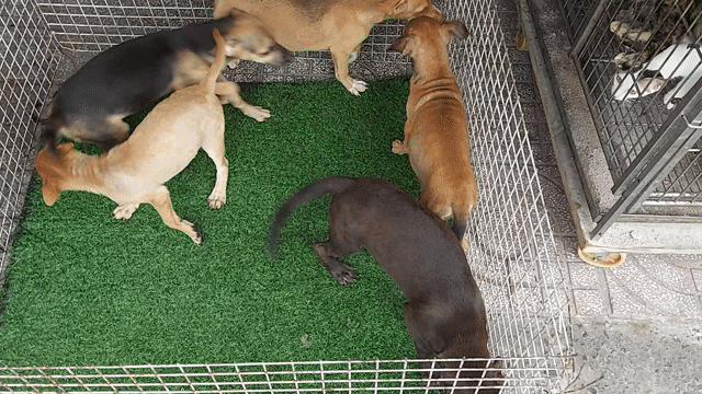 tìm chủ mới cho bầy chó nhật hai tháng tuổi . Mua bán Chó tại Quận Gò Vấp Tp Hồ Chí Minh được đăng bởi thanhthai632005 hình 1
