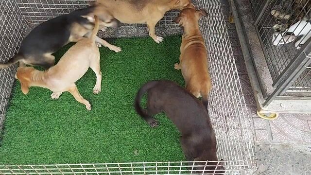 tìm chủ mới cho bầy chó nhật hai tháng tuổi . Mua bán Chó tại Quận Gò Vấp Tp Hồ Chí Minh được đăng bởi thanhthai632005 hình 1