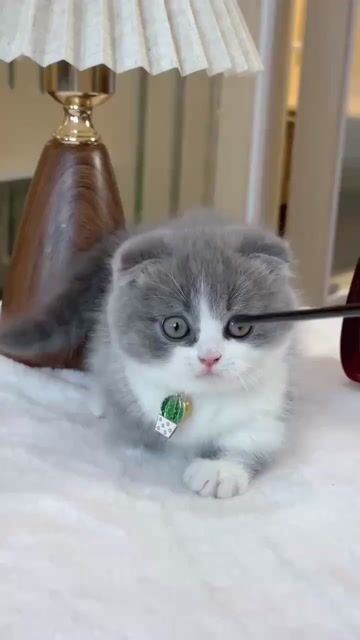 Mèo Anh munchkin chân lùn bicolor quấn chủ. Mua bán Mèo tại Thành phố Thủ Đức Tp Hồ Chí Minh được đăng bởi Âu Minh Huy hình 1