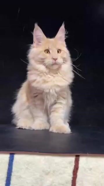 Mèo Maine Coon 4 tháng. Mua bán Mèo tại Thành phố Thủ Đức Tp Hồ Chí Minh được đăng bởi Miu Miu hình 1