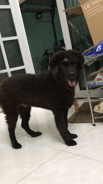 Chó Bắc Hà 10kg đực 4 tháng 2 mũi. Mua bán Chó tại Thành phố Thủ Đức Tp Hồ Chí Minh được đăng bởi Tên chưa cung cấp hình 1