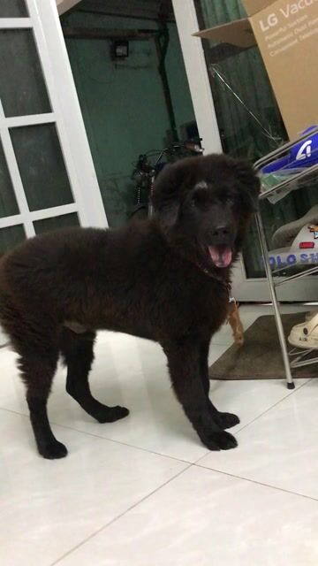 Chó Bắc Hà 10kg đực 4 tháng 2 mũi. Mua bán Chó tại Thành phố Thủ Đức Tp Hồ Chí Minh được đăng bởi Tên chưa cung cấp hình 1