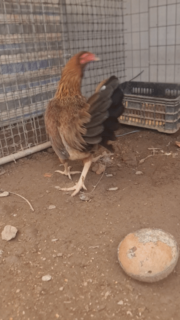 Gà Mái Siu Mỹ . Mua bán Gà tại Huyện Cao Lãnh Đồng Tháp được đăng bởi Đức Anh hình 1