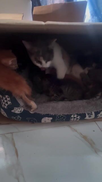 mèo ta lai tây và 5 em mèo nhỏ