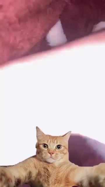 hơn 3 tháng , giống cái , đã tẩy giun. Mua bán Mèo tại Huyện Quốc Oai Hà Nội được đăng bởi Chuong hình 1