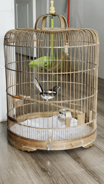 Chim Chích Chòe Than trống chuyền. Mua bán Chim tại Quận Sơn Trà Đà Nẵng được đăng bởi Thanh hưng hình 1