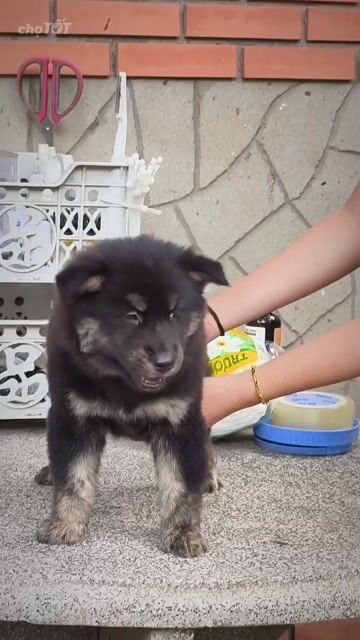 Chó Gấu Bắc Hà Tai Dựng Lưỡi Đốm Nhiều + Móng Đeo. Mua bán Chó tại Quận Gò Vấp Tp Hồ Chí Minh được đăng bởi Shop SH Và Chó Cộc Sài Gòn hình 1