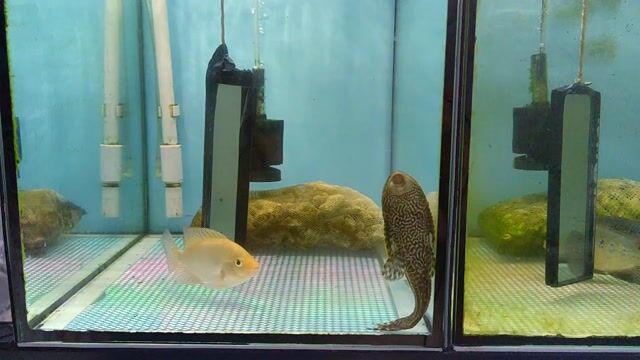 Cá La Hán Khỉ Đỏ Size Ngón Cái. Mua bán Thú cưng khác tại Quận Bình Tân Tp Hồ Chí Minh được đăng bởi Trung Hiếu hình 1