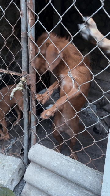 Chó Fox Nâu. Mua bán Chó tại Quận Hồng Bàng Hải Phòng được đăng bởi Pham duong hình 1