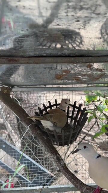 Chim cu Pháp 3 tháng tuổi. Mua bán Chim tại Thành phố Long Khánh Đồng Nai được đăng bởi duyên bé hình 1