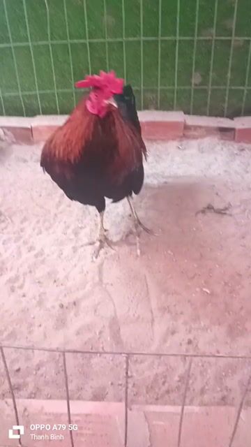 gl gà về đạp mái. Mua bán Gà tại Huyện Thanh Bình Đồng Tháp được đăng bởi T gà cỏ hình 1