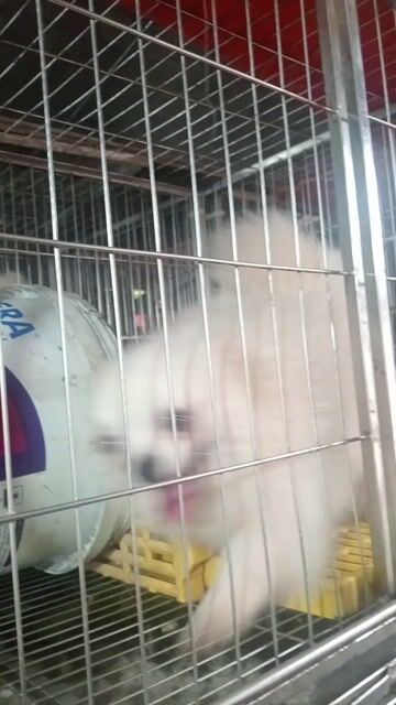 Chó Phốc Sóc trắng đã tiêm. Mua bán Chó tại Quận Long Biên Hà Nội được đăng bởi Mèo xinh hình 1