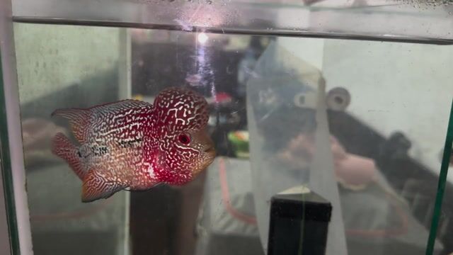 Cá La Hán Size 3 ngón. Mua bán Thú cưng khác tại Quận Ngũ Hành Sơn Đà Nẵng được đăng bởi Mr. Hoàng hình 1