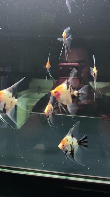 10 con Cá Thần Tiên Koi Đen Trắng Vàng. Mua bán Thú cưng khác tại Quận Liên Chiểu Đà Nẵng được đăng bởi Trần Trọng Hoàng hình 1