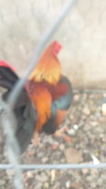 Điều xanh 1ky5