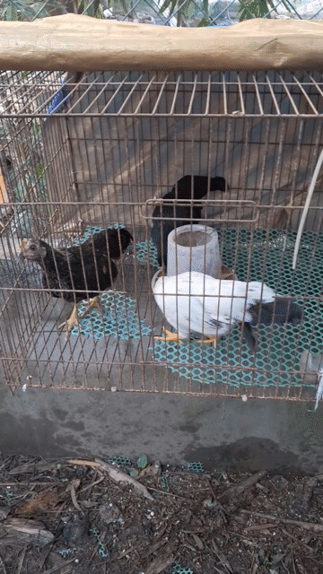 Gà tre Bắc 3-4 tháng. Mua bán Gà tại Thành phố Trà Vinh Trà Vinh được đăng bởi trần hoàng linh hình 1